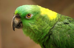 オウムもうつになる!うつの症状や治療法