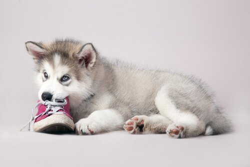 靴を噛む犬