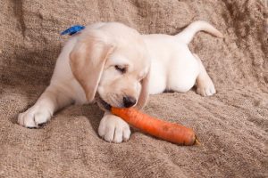 ベジタリアンの犬って存在するの?