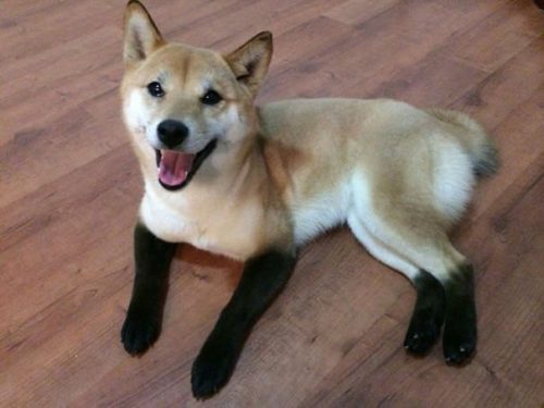 風変わりな模様