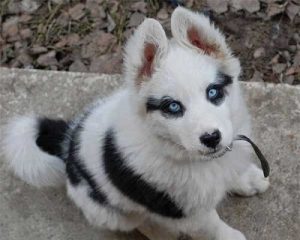 風変わりな模様を持つ8匹のワンちゃんたち