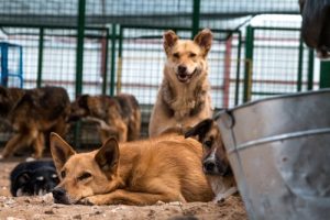 捨て犬たちを救う天使のような人の話