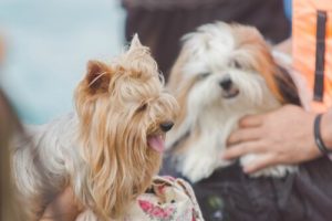 ペットと話す方法:本当に人の言葉を理解しているの?