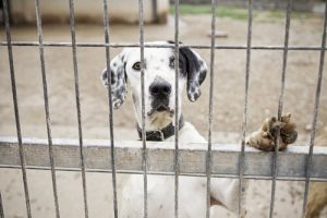 インターネット上の動物虐待を通報する方法
