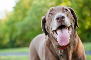 知っておきたい!犬がハァハァ息を切らせるのはなぜ?