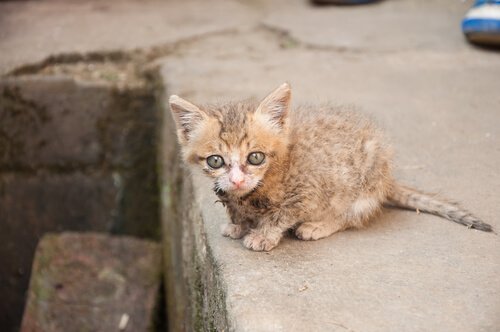 助けられた猫 里親になるべき理由
