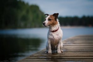 スペインのTVで最も有名な犬「パンチョ」が16歳で死亡