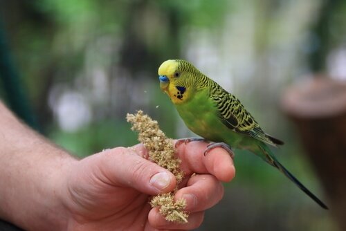 指に乗るインコ インコの病気
