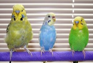 インコの病気について