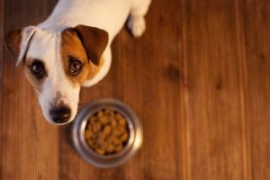 愛犬が消化不良を起こしてしまった時の対処法