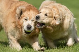 犬に人を噛ませないようにする方法