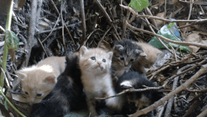 TNRプロジェクトを知っていますか?