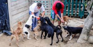動物愛護団体がシェルター事業からの撤退を命じられる