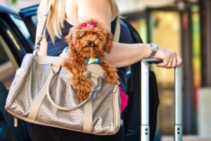 ペットと一緒に旅行する時のおすすめアプリ5選