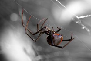 世界で最も危険なクモ8種