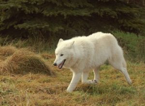 オオカミ:6種類の特徴について