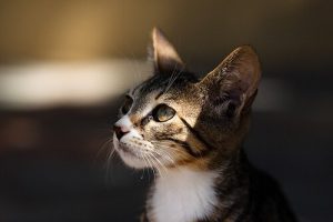 猫の選び方:何を基準に選べばいいの?
