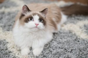 猫のしつけをする方法とは?