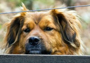 犬の肝炎:原因、症状、治療法について