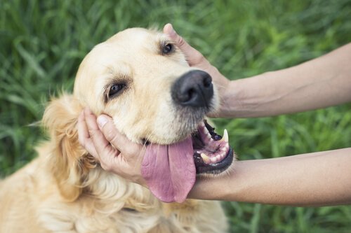 社交性のある犬 メンタルヘルス