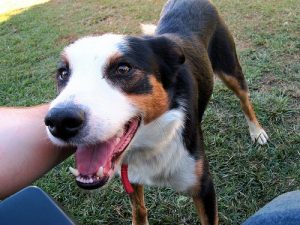 ペットのメンタルヘルスについて学んでみよう