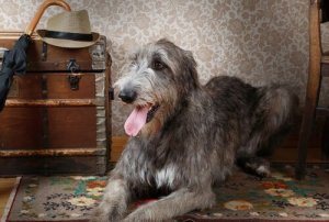 犬界の巨人:アイリッシュ・ウルフハウンドについて知ろう