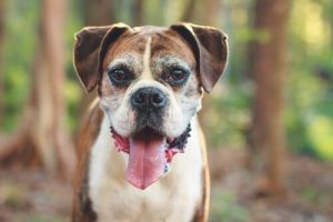 犬の老化を示す5つの兆候