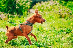 犬の性格を大解剖!代表的な5つの性格タイプとは?