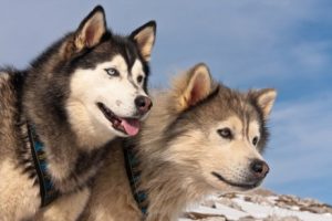 アラスカン・マラミュートとシベリアン・ハスキーの違いとは?