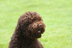 フレンチウォータードッグ?特別な犬、バルビーについて