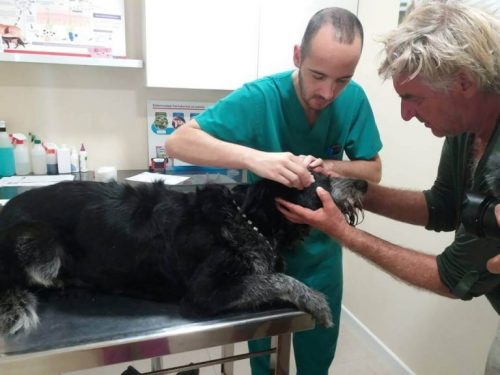 迷子犬ボブ 旅行先で迷子