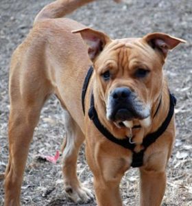 カ・デ・ブーという犬種をご存じですか?