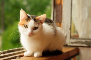 世界的には珍しい三毛猫:その特徴と知られざる事実
