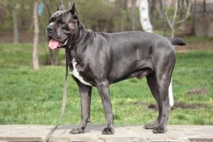 カネコルソ:強くて穏やかなイタリアの大型犬