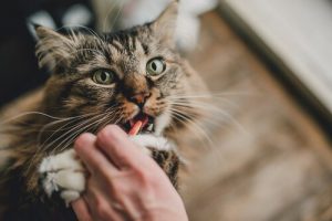 猫に上手く薬を飲ませてあげる方法