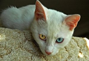 最古の猫の種類について