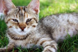 犬は猫より賢いってホント?