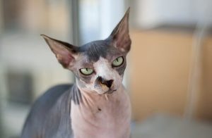 猫はエキゾチックアニマルと呼んでもいいの?