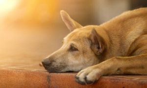 犬を元気づける6つの方法とは?
