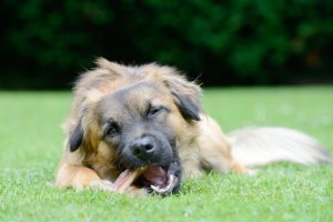 犬の口内衛生に優しいおやつの選び方