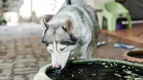 水を飲む犬 シニア犬 栄養素