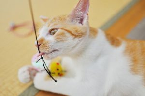 大好きな猫と一緒に運動しよう!