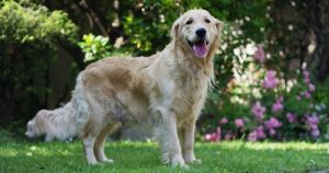 犬に起こる心雑音:予防と応急処置について