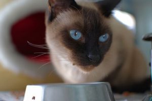 猫のための手作りごはんレシピ