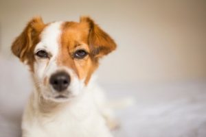 犬の嫉妬:なぜ犬もやきもちを焼くの?