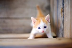 子猫の飼い方を学ぼう!