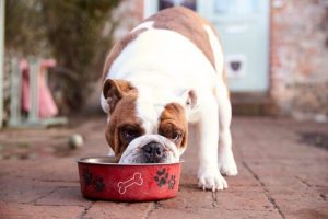 シニア犬に必要な栄養素とは?