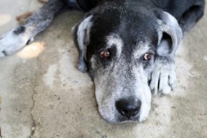 犬の寿命って実際はどのくらい?