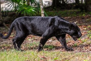 ヒョウの特徴、行動、そして習性について学ぼう