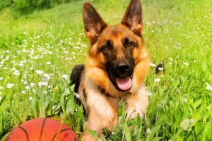 すごい犬種だった!ジャーマンシェパードの魅力をお届け